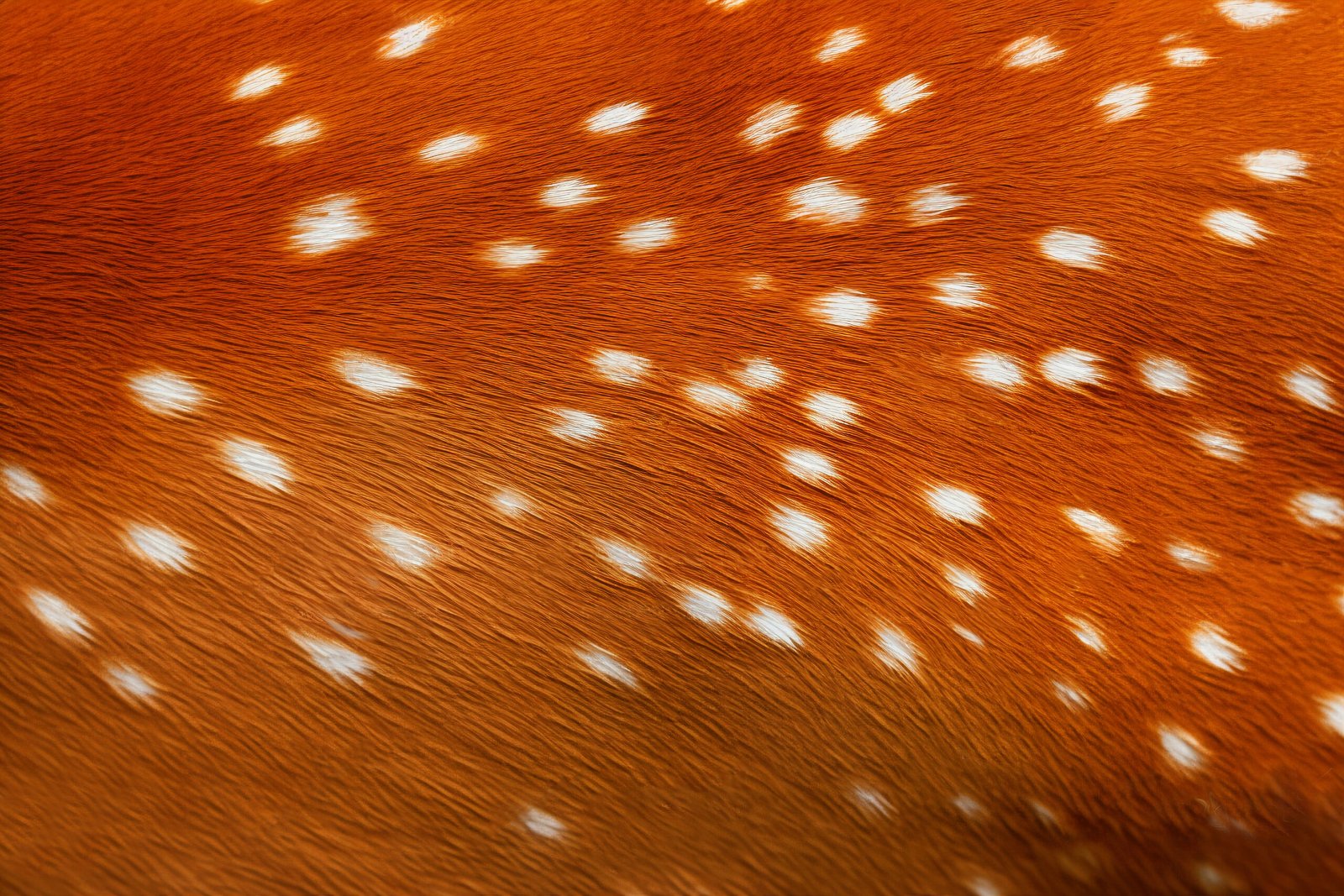deer-pattern-fur-texture